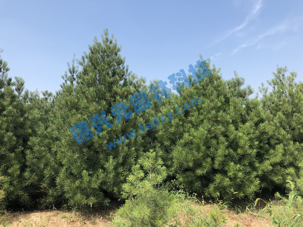 �c(di��n)���鿴Ԕ��(x��)��Ϣ��(bi��o)�}����Ƥ�� ��x�Δ�(sh��)��2399