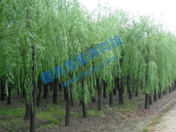 �c���鿴Ԕ����Ϣ���}������ ��x�Δ���2525