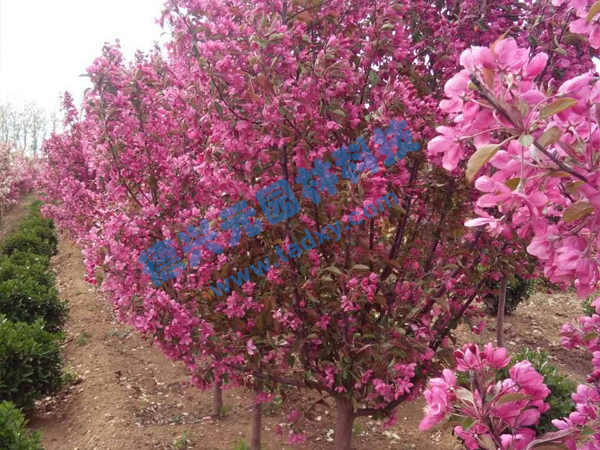 �c���鿴Ԕ����Ϣ��(bi��o)�}���k������ ��x�Δ�(sh��)��2356