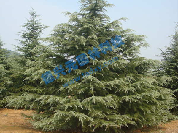 �c���鿴Ԕ����Ϣ���}��ѩ�� ��x�Δ���2060